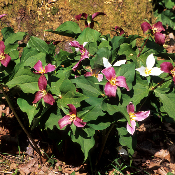 native flower Trillium ovatum