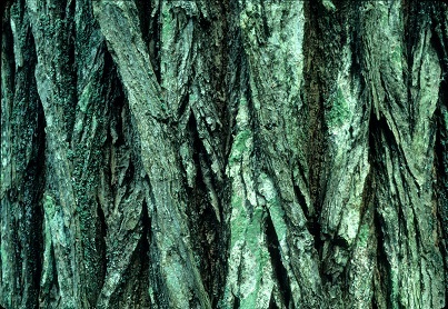 Ulmus americana bark photo by Joy Spurr