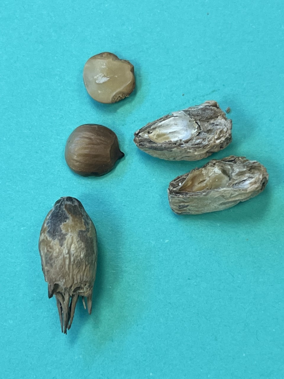 identifying the plant source of an edible seed from Iraq Elisabeth C