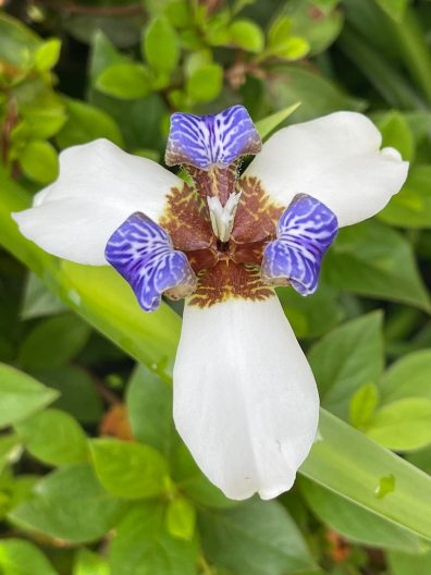 The walking iris, a surprisingly easy houseplant! - Laidback Gardener