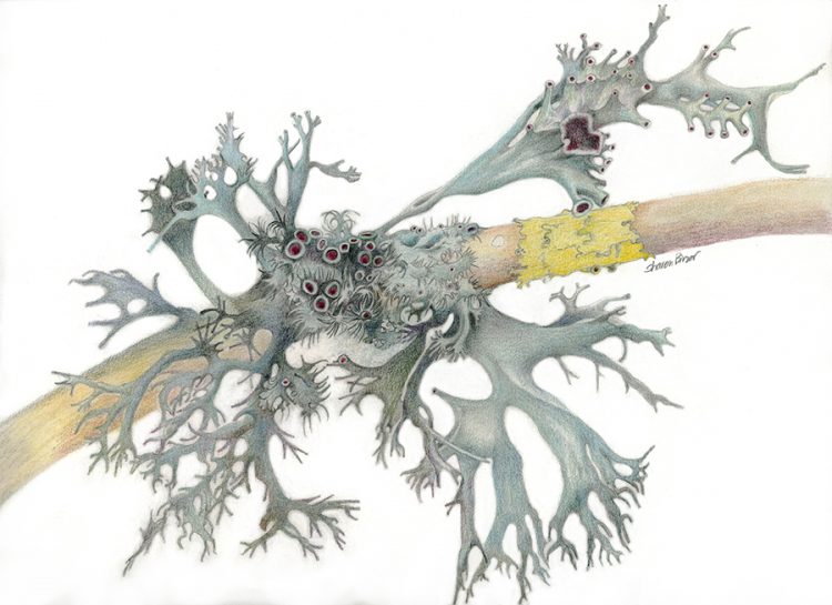 lichen on a twig by Sharon Birzer