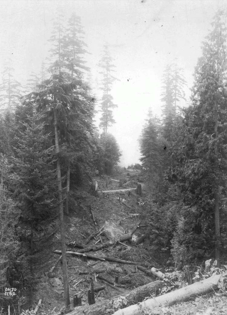 conifers and logged area on a hillside
