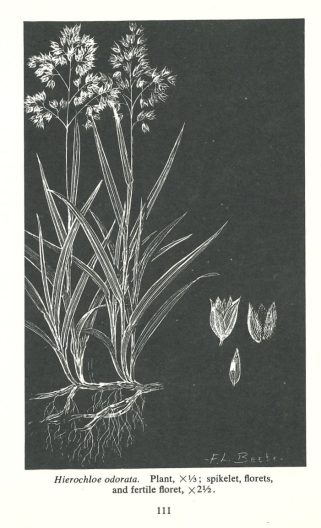 Hierochloe odorata – Elisabeth C. Miller Library