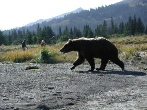 Bear going fishing