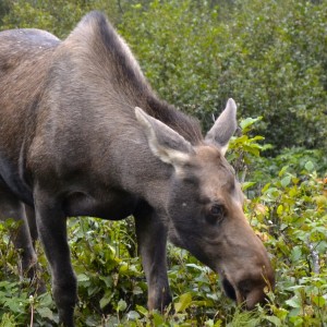 Moose are everywhere in Kinkaid Park!