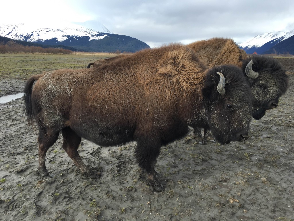 Visiting the Alaska Wildlife Conservation Center