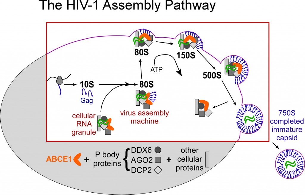 The HIV Assembly pathway