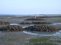 Large oyster hummocks