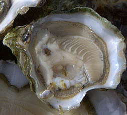 Kumamoto Oyster - www.marga.org