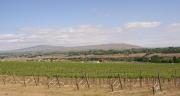 Rattlesnake mountain as seen across chandler reach vineyard - 1