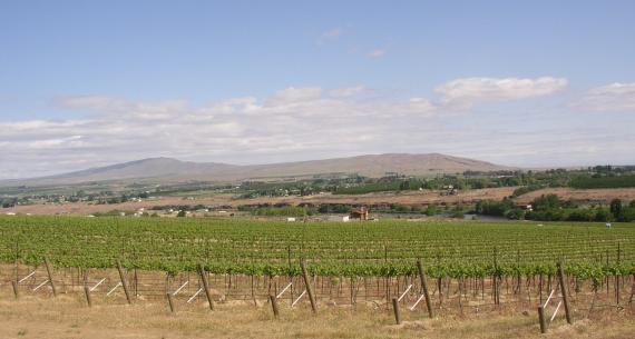 Rattlesnake mountain as seen across chandler reach vineyard - 1