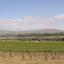Rattlesnake mountain as seen across chandler reach vineyard - 1