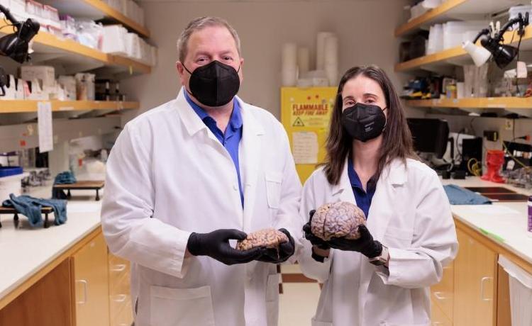 Two people in lab coats holding a human brain in a scientific lab
