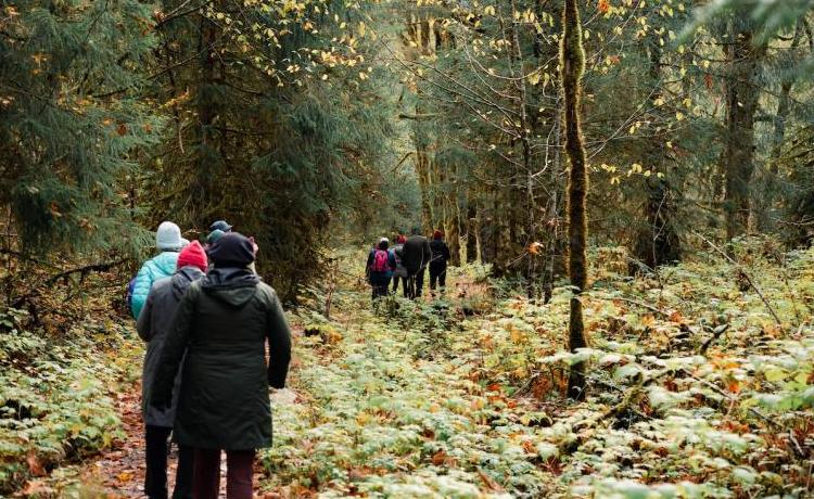 People hiking in a forest in the fall
