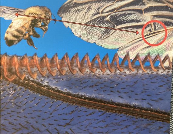 Hamuli Size in Perspective, 2024
