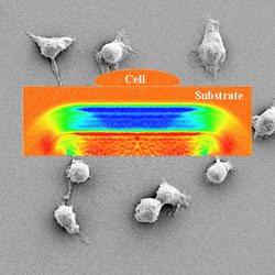 Description: detaching cells by laser induced stress waves