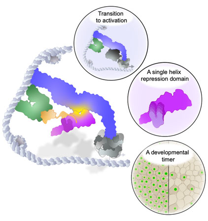An illustration of a complex of proteins interacting with a DNA strand. There are circular insets. The top one shows a slightly different configuration of proteins and the DNA strand with the label: transition to activation. The middle inset shows one of the proteins with a u-shaped active part in the middle labeled: a single helix repression domain. The bottom all of the cell's nuceli are glowing green. On the righthand side, only a few nucelia are glowing green. This inset is labeled: A developmental timer.