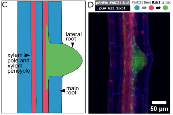 On the right is a microscopic photograph showing a section of root fluorescing blue with a red floresecent strip down the middle and a green floresecent bump emerging from the red strip. On the left is a simplified cartoon of the same image, with the blue part labeled main root, the red part labeled xylem pole and xylem pericycle, and the green part labeled lateral root.