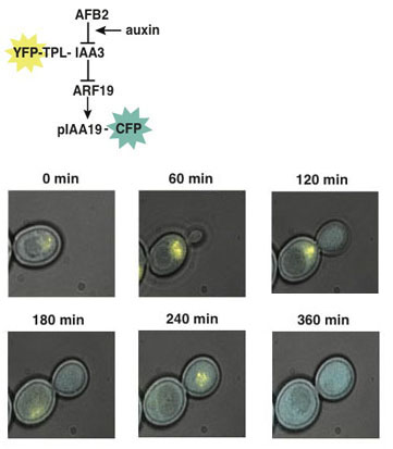 above: a circuit diagram show the interaction of AFB2, auxin, YFP-TPL-IAA3, ARP19 and plAA19-CFP; below: six frames from a time-lapse video of yeast cells florescing in response to auxin