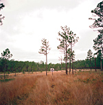 SH 01