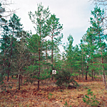 SH 03
