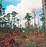 SH 05