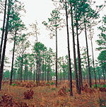 SH 06