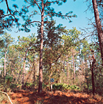 SH 08