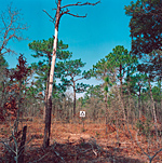 SH 09