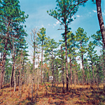 SH 10