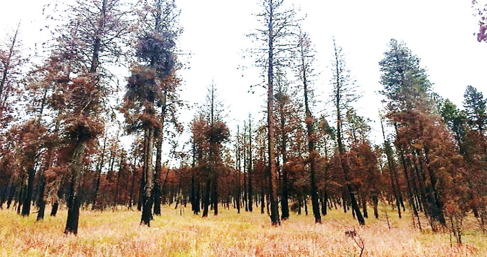 Post-fire tree mortality