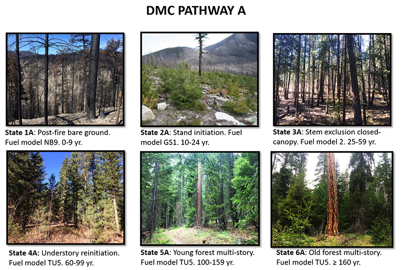 DMC Pathway