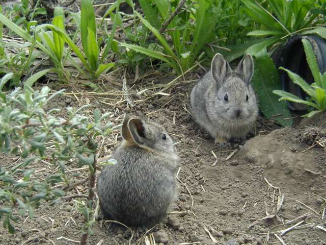 pygmy  rabbit