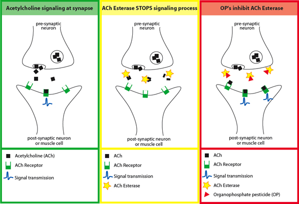 Organophosphates exert their effect by