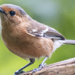 Tinian Monarch perched on branch