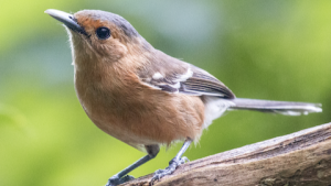 Tinian Monarch perched on branch