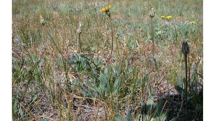 Large Photo of Agoseris grandiflora