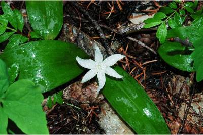 Large Photo of Clintonia uniflora