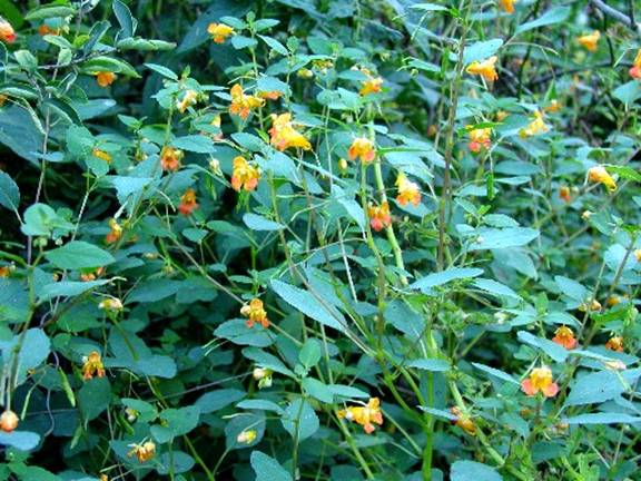 Jewelweed (Impatiens noli-tangere)