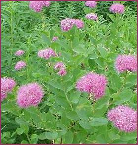 photo of Spiraea densiflora