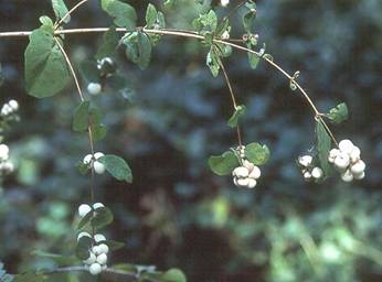 Symphoricarpos albus-Snowberry