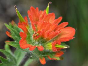 castilleja plants