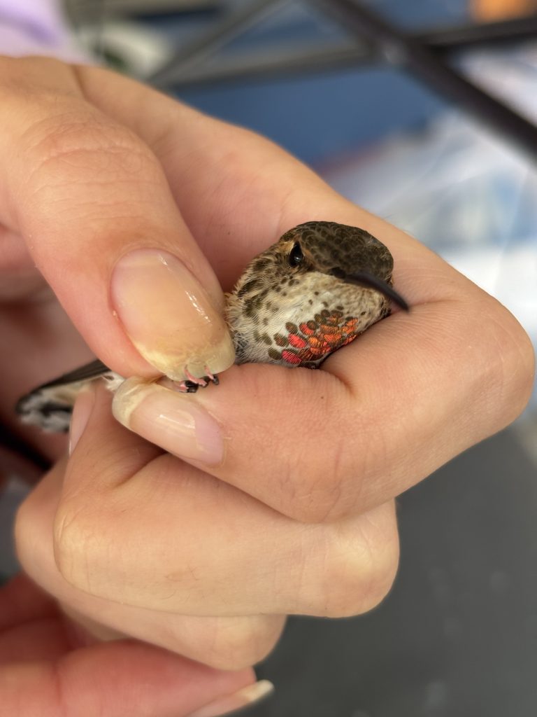 A person holds a hummingbird in their hand, showing the bird's pink painted claws.