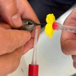 A hummingbird feeds from a syringe with a plastic flower attachment. One scientist holds the bird and another holds the syringe.