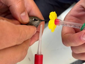 A hummingbird feeds from a syringe with a plastic flower attachment. One scientist holds the bird and another holds the syringe.