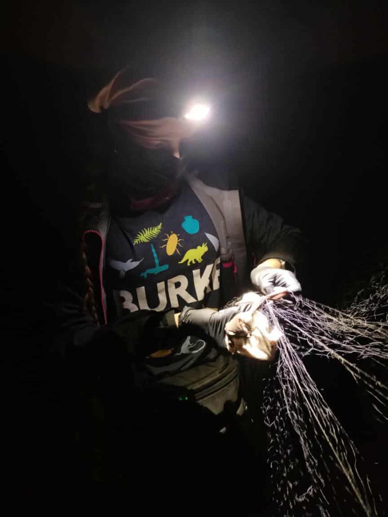 A bat caught in a mist net is held by a scientist. The only light is coming from their headlamp and is shining on the bat. 