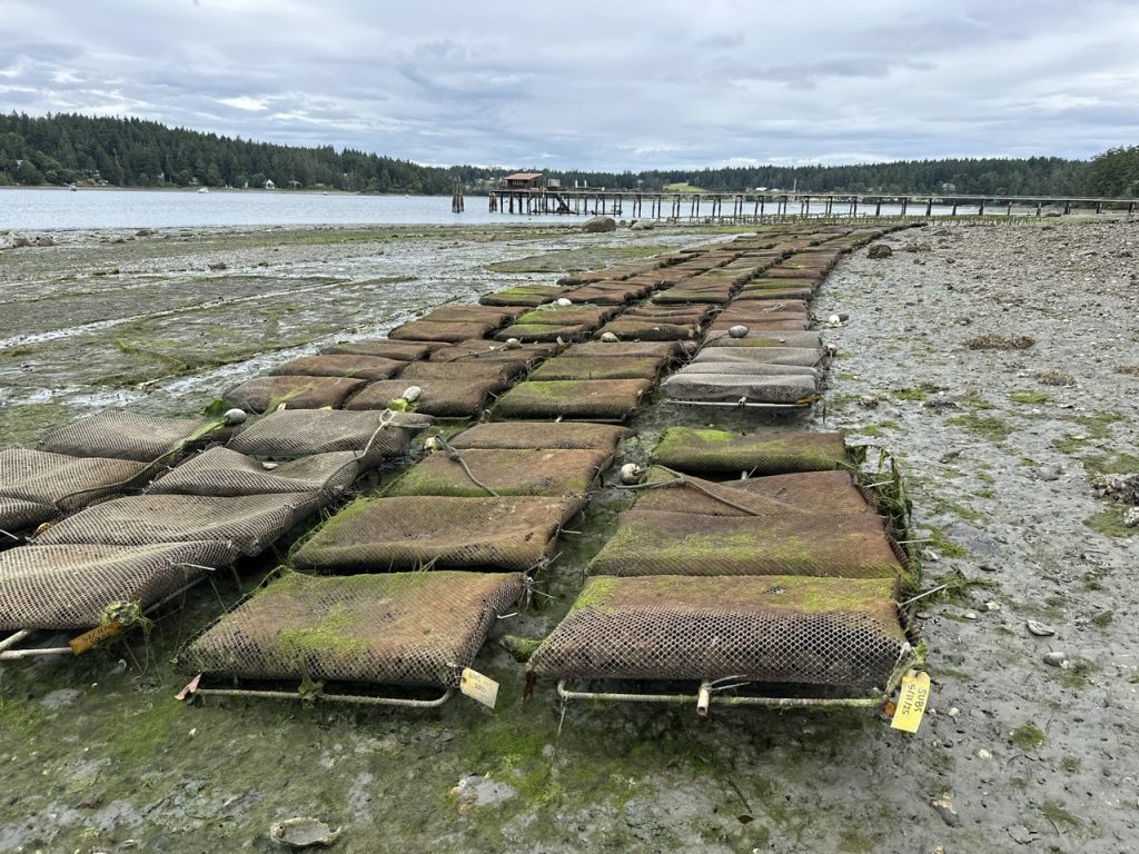 Dozens of flat, rectangular bags of oysters are spread across a beach. 