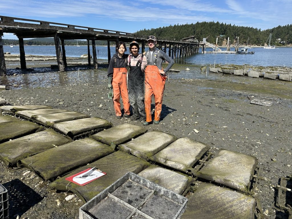 Three people in waders stand behind bags of oysters on a beach and look at the camera. 