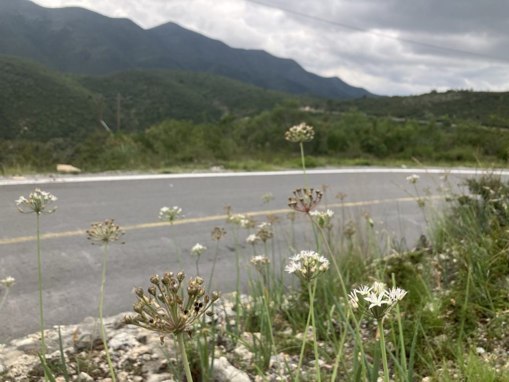 Allium flowers are in the foreground. Behind them is a highway, and behind the highway there are mountains. 