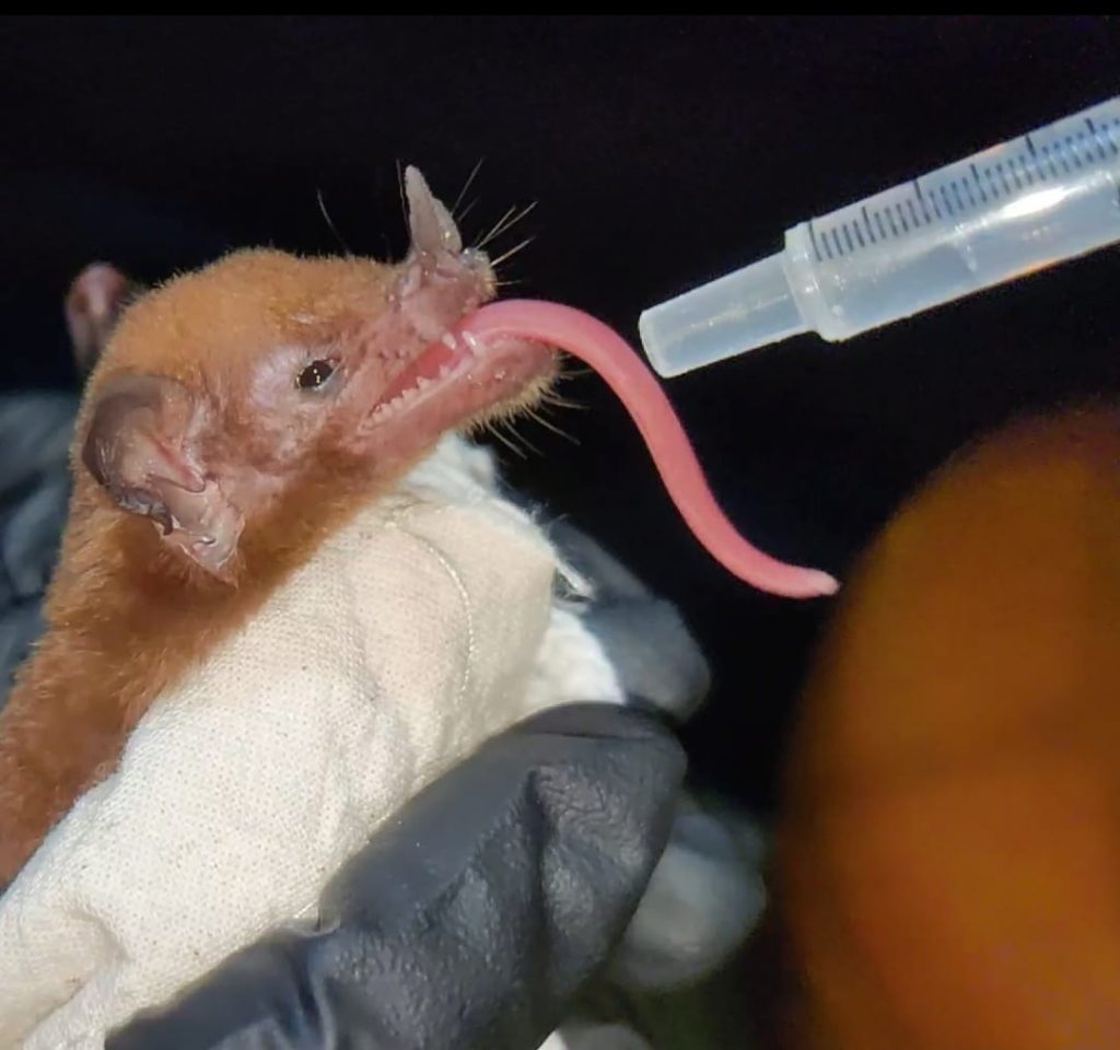 An orange bat with a very long tongue is held near a syringe of food.